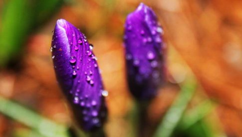 Zoomed-in view of purple flower buds covered in dew drops